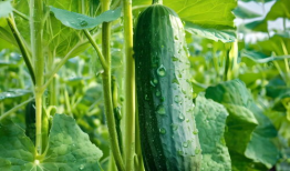 吃瓜爆料图片素材高清版,高清图片素材背后的故事