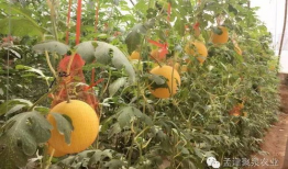 吃瓜爆料聚集怎么办,揭秘吃瓜爆料聚集背后的真相与影响